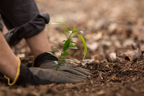 planting seedling.jpg